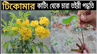 কাটিং থেকে চারা তইরীর ১০০% সফল পদ্ধতি / টিকোমা গাছের কাটিং থেকে চারা  / Best method to grow cuttings