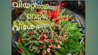 വിയറ്റ്നാമിലെ വെറ്റില വിശേഷങ്ങൾ |Betel/ vettila| Vietnam Vlogs| Malayalam