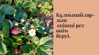 Құлпынайлардың екінші рет өнім беруі