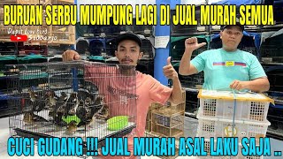 CUCI GUDANG !!! JUAL SEMUA JENIS BURUNG OMBYOKAN ASAL LAKU SAJA