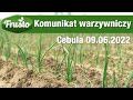 Komunikat warzywniczy 09.06 / poprawia się kondycja cebuli