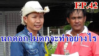 นกร้องดอกไม่ดกจะทำอย่างไร EP.42