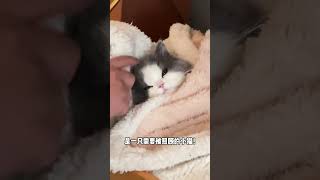 🐱：宝宝我啊！被照顾的感觉真好～#猫猫就是小宝宝啊