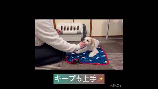 【犬の幼稚園】リンくんの様子#東京 #豊田駅 #犬のしつけ #ドッグスクール #犬の幼稚園#犬のトレーニング #動物看護師兼トレーナー #犬好き  #ペットホテル