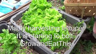 Lettuce Harvest : Heat is Here and the Bolting has begun