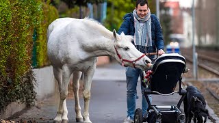 The Past 17 Years This Horse Has Gone On A Walk Alone Every Day, but One Day She does This to a Baby