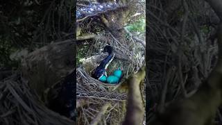 পৃথিবীর সবচেয়ে বুদ্ধিমান ও চালাক পাখি most intelligent and smart bird #shorts #nest #birds #viral