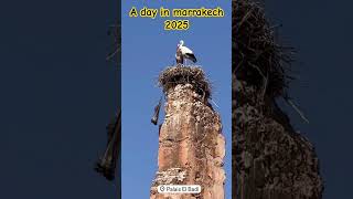 A Day in  Marrakech 2025 #adventure #travel #Marrakech #shorts #shortvideo #op #trip #trips #tips