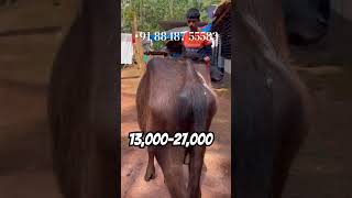 🐃13,000-27,000💸വിലയിൽ  പോത്ത്കുട്ടികൾ വിൽപനക്ക് സ്ഥലം മലപ്പുറം മഞ്ചേരിPH:8848755583 Buffalo Kerala