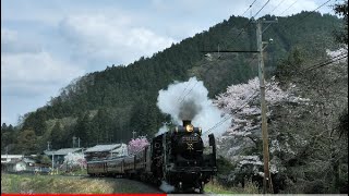 黒煙をあげたSLパレオエクスプレスと白久の桜　2023年4月2日