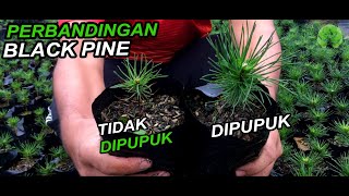 'Pupuk Terbaik' untuk Black Pine di daerah Panas