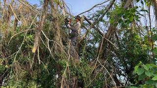 Ficus benjamina L cutting is awesome! Pruning technique to save the tree