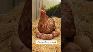 একি বলল ডিমগুলো🥚🤣 #entertainment #funny #কcomedy #comedy #memes #jokes #fun #egg #cartoon #cute