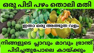 മാവും പ്ലാവും കായ്ക്കാൻ | Mavu pookan malayalam tip |How to increase mango and jack fruit production