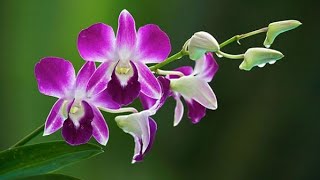 বাংলাদেশে অর্কিড চাষ ও ভবিষ্যৎ সম্ভাবনা | Orchid cultivation