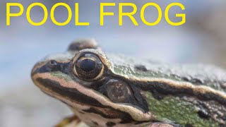 Pool Frog (Pelophylax lessonae) - European Herptiles