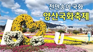 2024.양산국화축제 | 천만송이 국화, 지금 절정 | 축제 기간 연장, 국화 개화 상황(11.11.) | 가을꽃, 축제, 여행, 트레킹