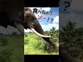 イタズラ大好きおちゃめな像 ^^♪でもちゃんとイタズラの回収もするところが偉い *´ω｀* animals ゾウ イタズラ