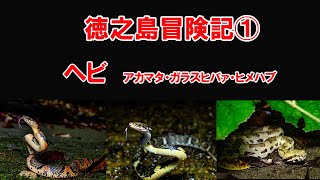 徳之島冒険記１　ヘビ（アカマタ・ガラスヒバァ・ヒメハブ）