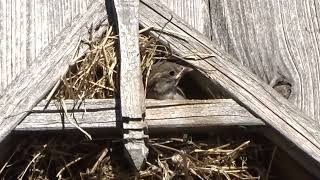 Spatzen Babys beim füttern Sperling Spatz Vogel Vögel bird sparrow