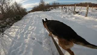 German shepherd on walk. Eros på tur. 20.02.2025. welcome to a walk in winterland.  part 1