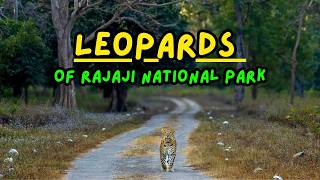 Rajaji National Park Safari: A Leopard Chase \u0026 A Charging Elephant!