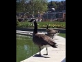 South Lake Union Geese