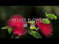 velvet flowers 絨花 — wang guowei