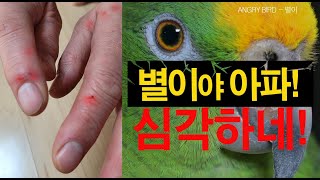 앵무새한테 물려서 손이 너무 아파요! / 별이야 갑자기 왜? 이래?  / 앵무새가 개콘보다 더 웃기다!!  / 사람과 대화 가능앵무새 / ANGRY BIRD