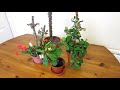 my euphorbia milii succulent plants that i have in my collection u0026 how to care for them