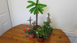 My Euphorbia milii Succulent Plants that I have in my Collection \u0026 How to Care for Them