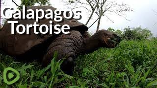 Giant Galapagos Tortoise happily munches away on grass