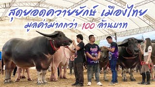 สุดยอดควายยักษ์เมืองไทย ราคากว่า 100 ล้านบาท