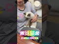 shorts 禾姀貓舍 台南推薦貓舍 治癒小貓 貓咪 貓 萌寵 寵物 布偶猫 cat cute 布偶貓 布偶貓咪 歡迎預約賞貓 歡迎按讚分享訂閱