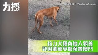 格力犬獲內地人領養 疑因腳部受傷即棄澳門