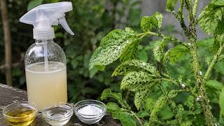 Don’t Spray Everything — Use This Aphid Trick Instead