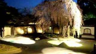 高台寺の夜桜 2007年！