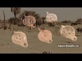 Libya A Forgotten Civilization