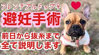 去勢•避妊手術の詳細について