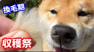 換毛期の柴犬をブラッシングしたら凄い量の毛が抜けた！