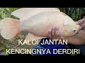 CARA MEMBEDAKAN INDUKAN JANTAN DAN INDUKAN BETINA.#budidaya#ikan #hiburan