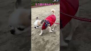 暖かい日☀️ #shorts  #極小チワワ  #チワワ  #保護犬  #かわいい犬  #chihuahua