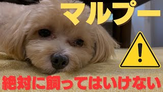 マルプーを絶対に飼ってはいけない5つの理由【飼う前に見て！】