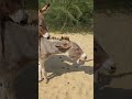 #donkey #animals #subscribe #pets #shortsviral #shorts