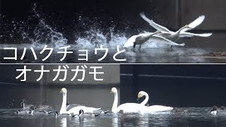 コハクチョウの飛び立ち。オナガガモとオオバン。川島町白鳥飛来地（♬）。