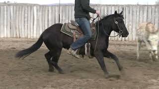 third cutting filly