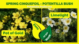 SPRING CINQUEFOIL - POTENTILLA SHRUB | Potentilla fruiticosa