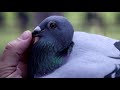 Belgian racing pigeon attracts bids worth $1.5 million