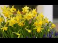 combination planting daffodils and muscari