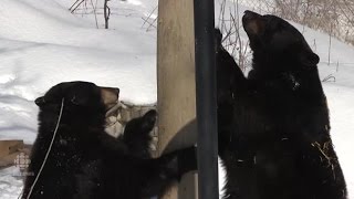 Montreal museum's black bears emerge from hibernation for first stroll of 2016.